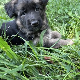Chloe - Black and red female German Shepherd puppy in Louisville, Kentucky from Haus of Beautiful Chaos German Shepherds
