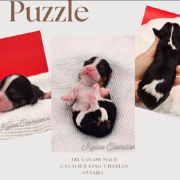 Puzzle - Tri-color male Cavalier King Charles Spaniel puppy in Tyler, Texas from Kalon Cavaliers
