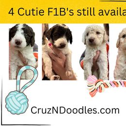 Goldendoodle Puppies from CruzNDoodles