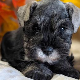 Female - Salt and pepper female Miniature Schnauzer puppy in Brenham, Texas from Ashley Martinez