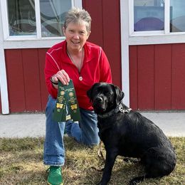 Labrador Retriever and Pembroke Welsh Corgi All Grown Up from Racing Winds Pembroke and Labradors
