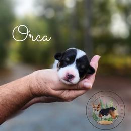 Orca - Black and white female American Corgi puppy in Cameron, North Carolina from Butts Family Corgis