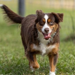 LINK - Miniature Australian Shepherd