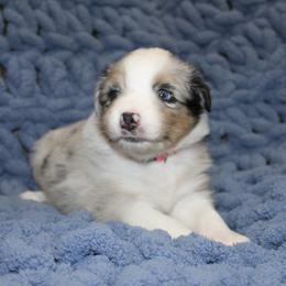 Australian Shepherd Puppies from Crofford’s Pretty Pups