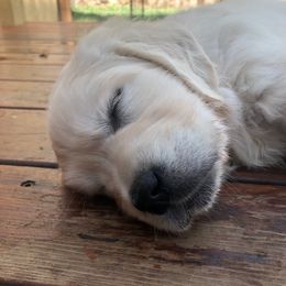 Golden Retriever Puppies from West Coast Cream Goldens