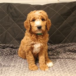 Goldendoodle Puppies from Cali Doodles