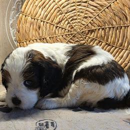 Twinkie - Brown white and tan female Cockapoo puppy in Cabool, Missouri from Onyx Cave Kennel