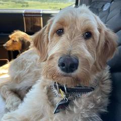 Bernedoodles, Goldendoodles, and Golden Retrievers from P&R Productions