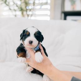 Tart - Tri-color male Bernedoodle puppy in Murray, Utah from Sun Valley Doodles