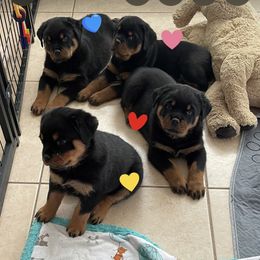 Rottweiler Puppies from Von Haus Roman Rottweilers