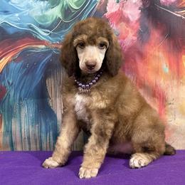 Purple - Sable female Poodle puppy in Houma, Louisiana from Smart Azz Poodles