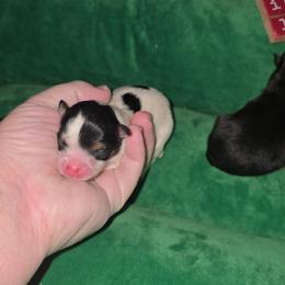 Morocco - Black and tan parti female Pomeranian puppy in Angleton, Texas from Pomeranian Palace, LLC