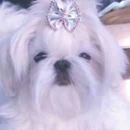Zyia - Shih Tzu