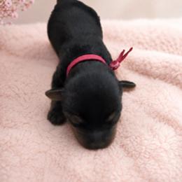 Dolly - Chocolate, tan and white female Yorkshire Terrier puppy in Marysville, Washington from Nina