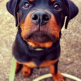 Rottweiler Puppies from Alpha Co. Rottweilers