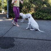 Dogo Argentino Puppies from K&B Southern Oregon Argentino Dogos