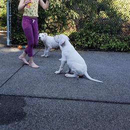 Dogo Argentino Puppies from K&B Southern Oregon Argentino Dogos