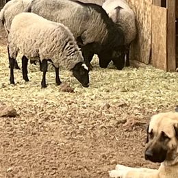 Anatolian Shepherd Dogs, Komondorok, and Newfoundlands from Tatties Ranch