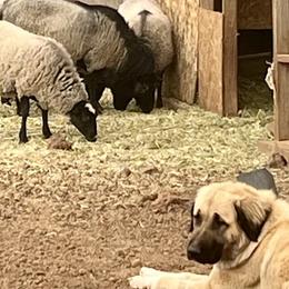 Anatolian Shepherd Dogs, Komondorok, and Newfoundlands from Tatties Ranch