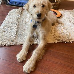 Goldendoodle All Grown Up from Doodleicious GoldenDoodles