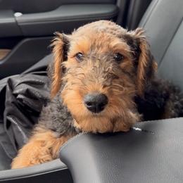 Hattie (maroon) - Black and tan female Airedale Terrier puppy in Akron, Ohio from Green Family Companion Kennel, LLC