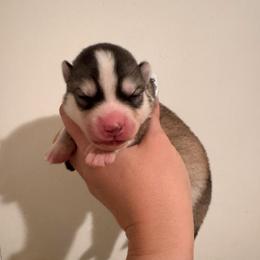 2 - Black and white female Pomsky puppy in La Verne, California from Red Cedar Pomskies