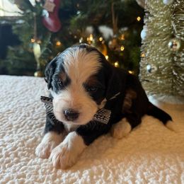 Boy 1 - Tri-color male Bernedoodle puppy in Perrysville, Ohio from Pleasant Valley Bernedoodles