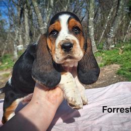 Forrest - Black brown and white male Basset Hound puppy in Mack's Creek, Missouri from Mack's Creek Basset Hounds