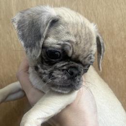 Pugs from Raini's Pugs