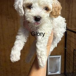 Glory - Parti female Poodle puppy in Greensburg, Kentucky from Doodle Me Crazy