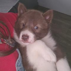 Native American Indian Dog Puppies from Corn Moon Kennels: a member of the Native American Indian Dog Preservation Project