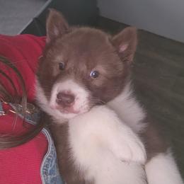 Native American Indian Dog Puppies from Corn Moon Kennels: a member of the Native American Indian Dog Preservation Project
