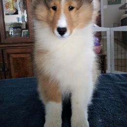 Shetland Sheepdog Puppies from Shalamar Shelties