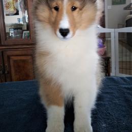 Shetland Sheepdog Puppies from Shalamar Shelties