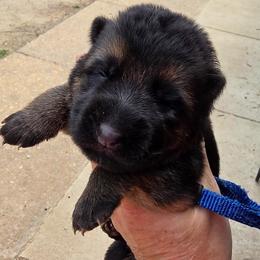 Denali (Blue Collar) - Black and tan male German Shepherd puppy in Roanoke, Alabama from Von Schönen Träumen German Shepherds