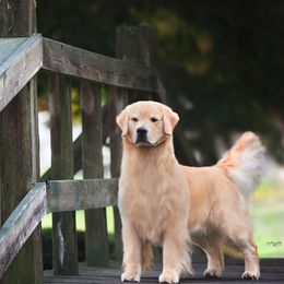 Golden Retriever All Grown Up from Cynthia's Golden Retrievers