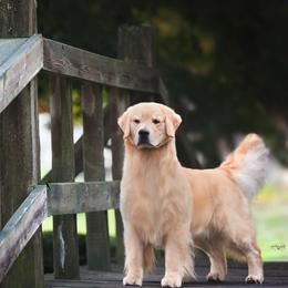 Golden Retriever All Grown Up from Cynthia's Golden Retrievers