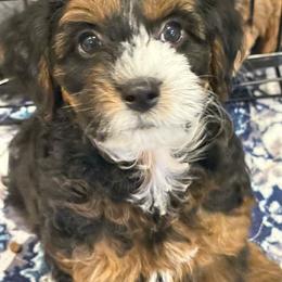 Hemi - hematite - male Australian Mountain Doodle puppy in Las Vegas, Nevada from Gemstone Gang Doodles