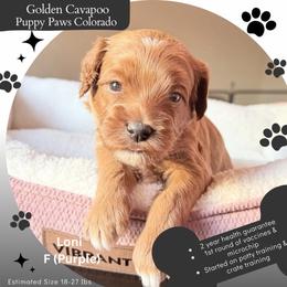 Loni - Red female Cavapoo puppy in Fort Lupton, Colorado from Puppy Paws Colorado