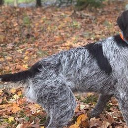 Wirehaired Pointing Griffons from Aspen Glo Kennel