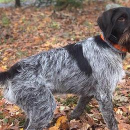 Wirehaired Pointing Griffons from Aspen Glo Kennel