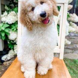 Goldendoodle Puppies from Cane Creek Goldendoodles