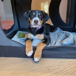 Entlebucher Mountain Dog Puppies from Middle Fork Entlebuchers