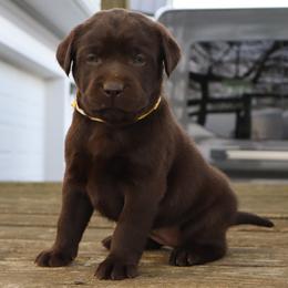 Charity - Chocolate female Labrador Retriever puppy in Camden, Indiana from Camden's Caring Canines