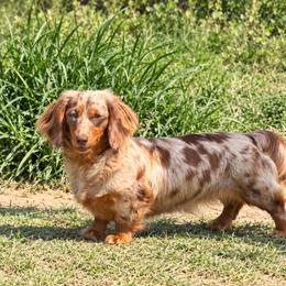 Oakley - Dachshund