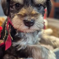 Rudolph - Liver male Miniature Schnauzer puppy in Fountain City, Indiana from Bearded Dynasty Schnauzers