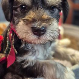 Rudolph - Liver male Miniature Schnauzer puppy in Fountain City, Indiana from Bearded Dynasty Schnauzers