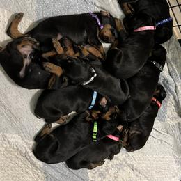Doberman Pinscher Puppies from Bhon Mhuir Dobermanns