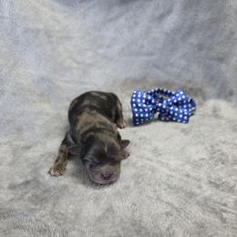 Romeo - Merle male Shihpoo puppy in Delphos, Ohio from Route 66 Poodles & Doodles, Sapphire Shih-tzu's of Ohio