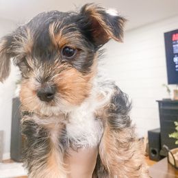 Yorkshire Terrier Puppies from Elaine’s Pup Co.